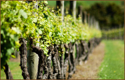Enjoying Champagne in the country of its origin