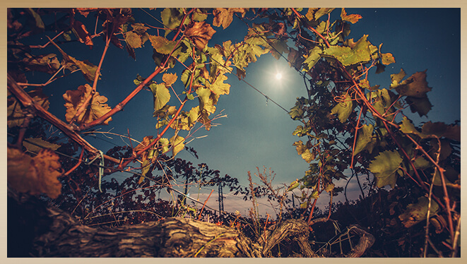 Crush - The time between harvest to pouring the wine