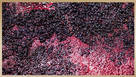 Crush - The wine fermentation process showing a cap of grape skins