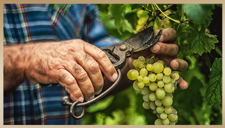 Wine Harvest - Time to pick
