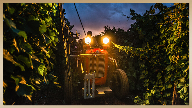 Wine Harvest - Celebrate the end of the growing season