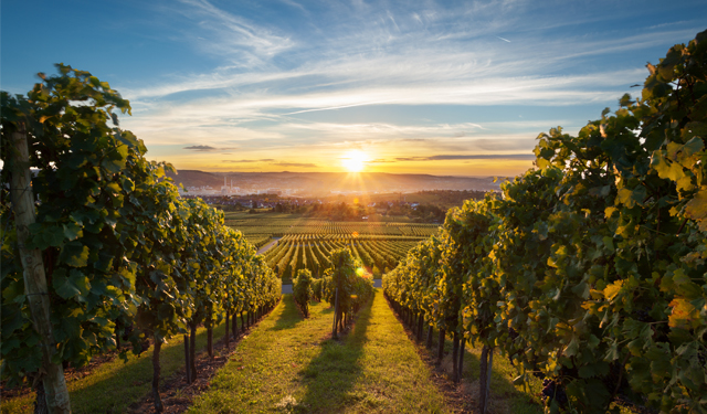 Wine vineyard
